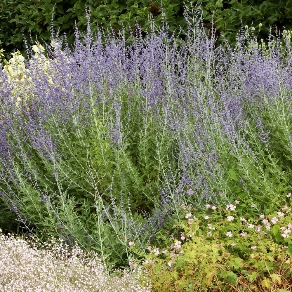 Perovskia Little Spire ® Perovskia atriplicifolia Little Spire
