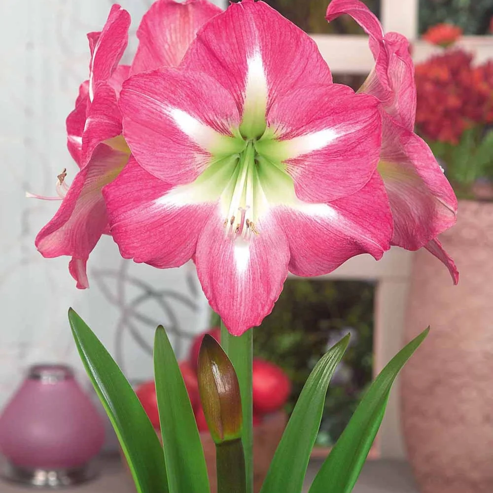 Amaryllis Exposure Amaryllis exposure