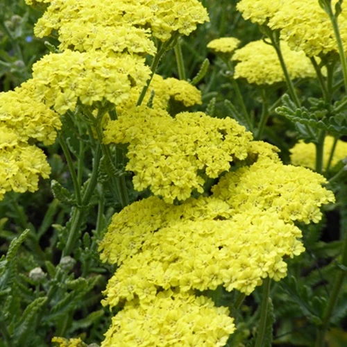 Achillée Taygetea Achillea hybride taygetea