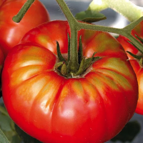 Tomate Ronde beefsteak Bio. La barquette de 3 plants