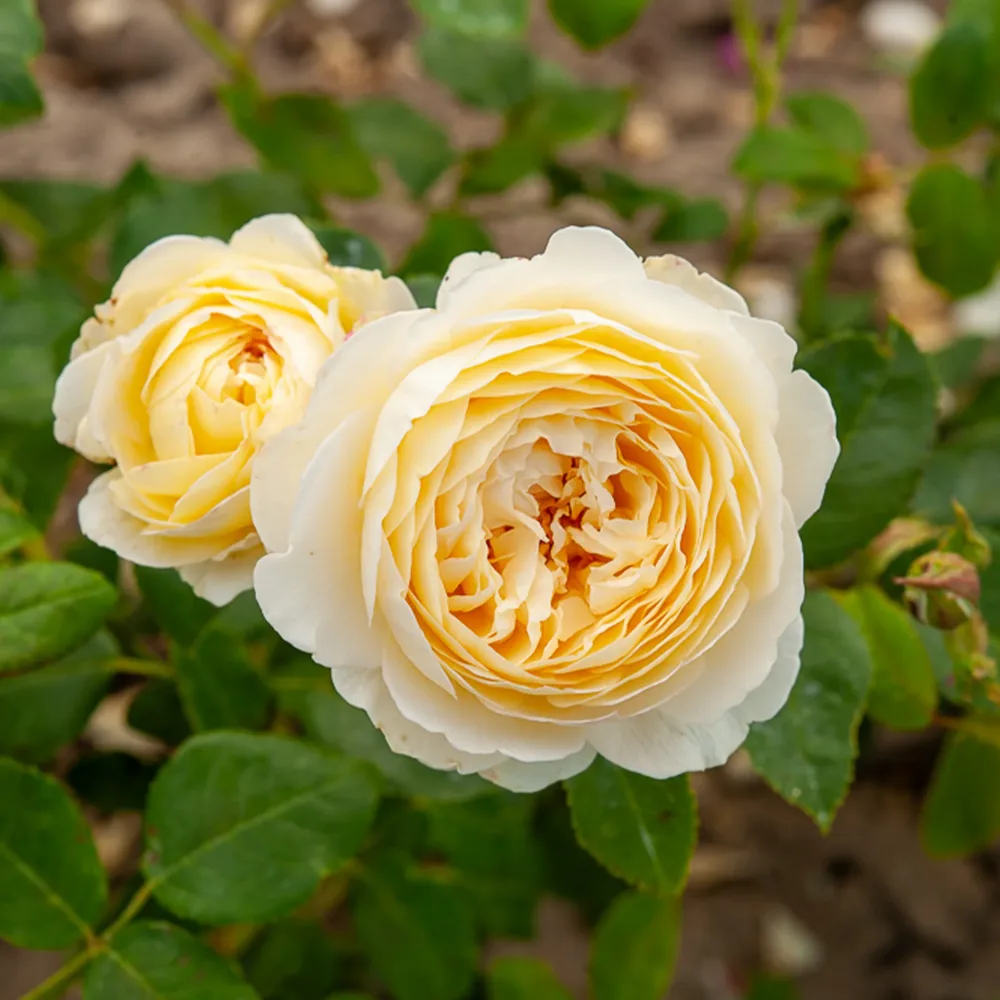 Rosier anglais Claire Austin® Rosa Claire Austin® Ausprior