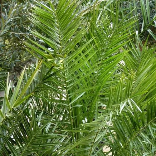 Phoenix Canariensis. Le pot de 4 litres