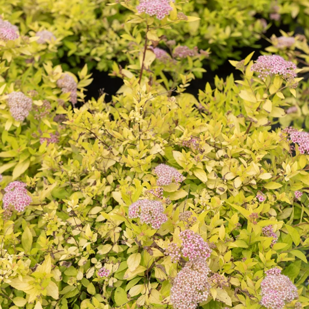 Spirée japonaise Goldmound Spiraea japonica goldmound