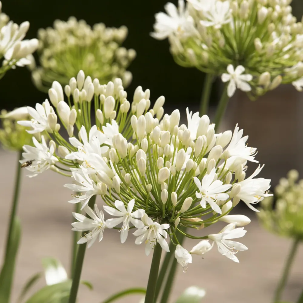 Agapanthe White Heaven Agapanthus white heaven