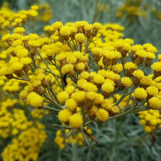 Kerriekruid zaden bio | Aromatische kruidenzaden