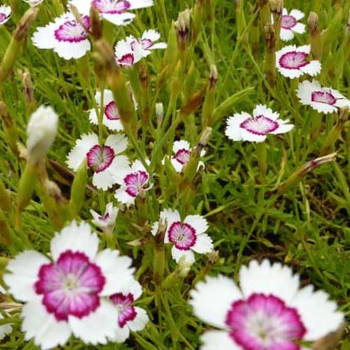 3 Œillets à delta Arctic Fire Dianthus deltoides arctic fire