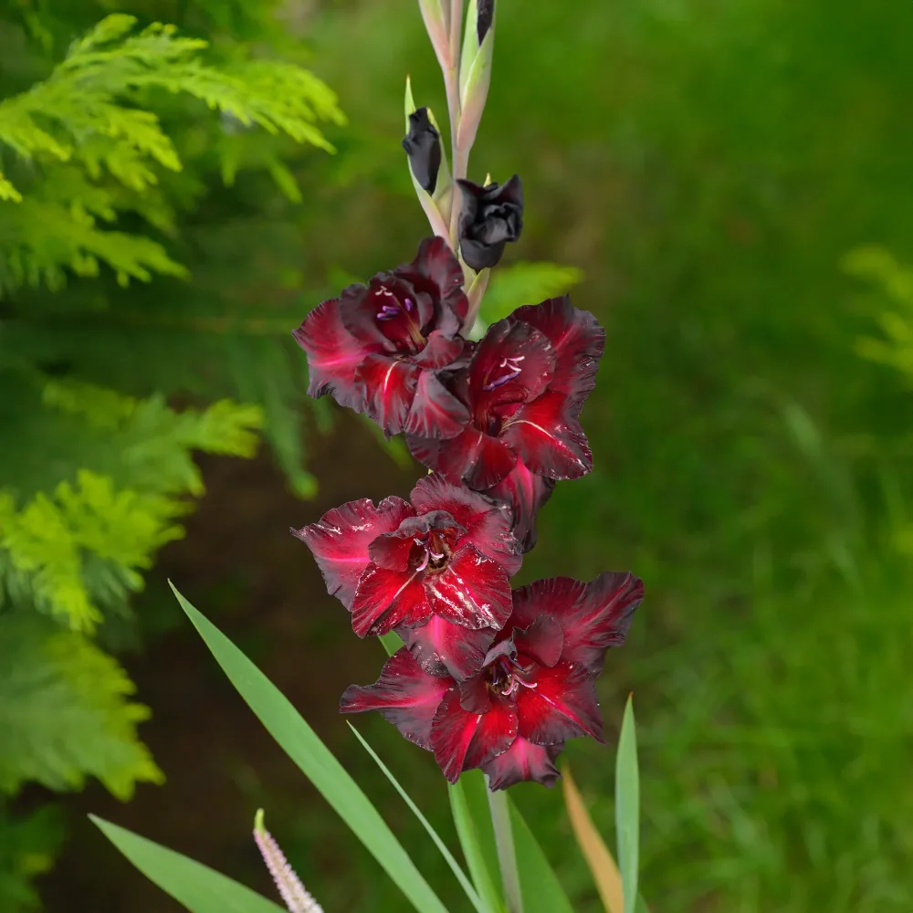 10 Glaïeuls Black Surprise Gladiolus Black Surprise