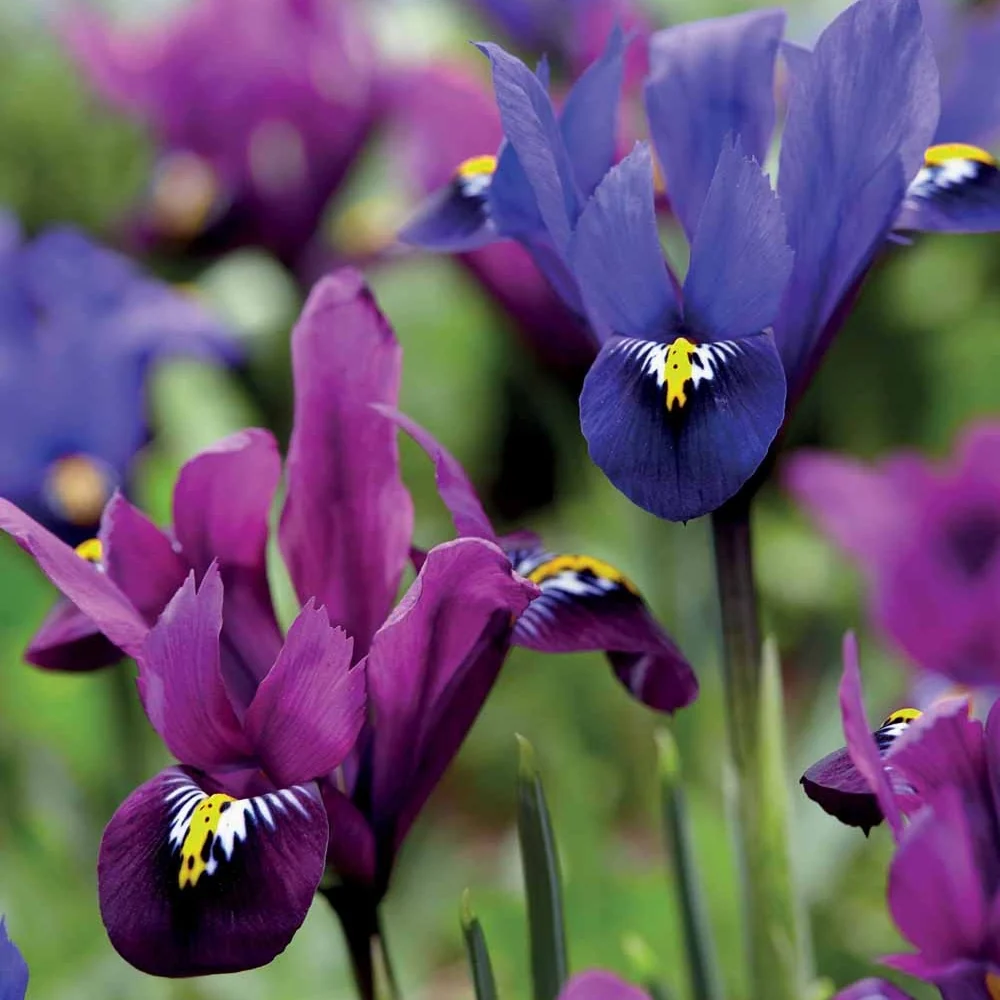 30 Iris nains en mélange Iris reticulata (blue hill + purple hill)