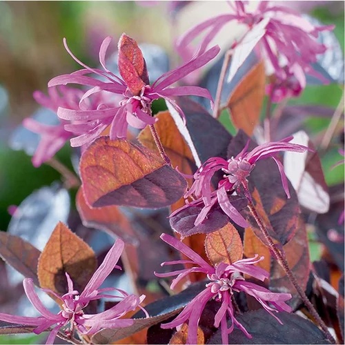 Loropetalum chinensis fire dance en pot de 3 litres