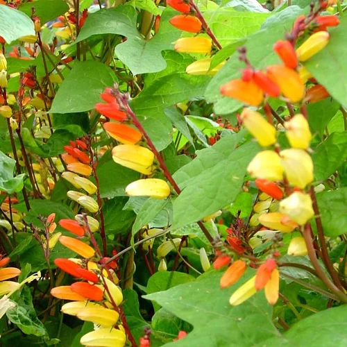 Plume d’indien ou Mina lobata - Le pot Théo de 4,5 litres