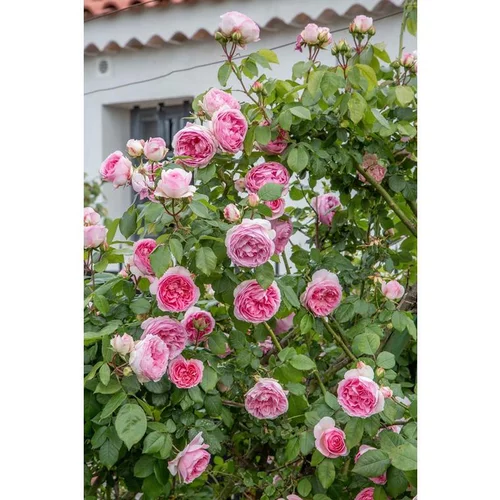 Rosier Mini Pierre de Ronsard® Meibigboni – C5