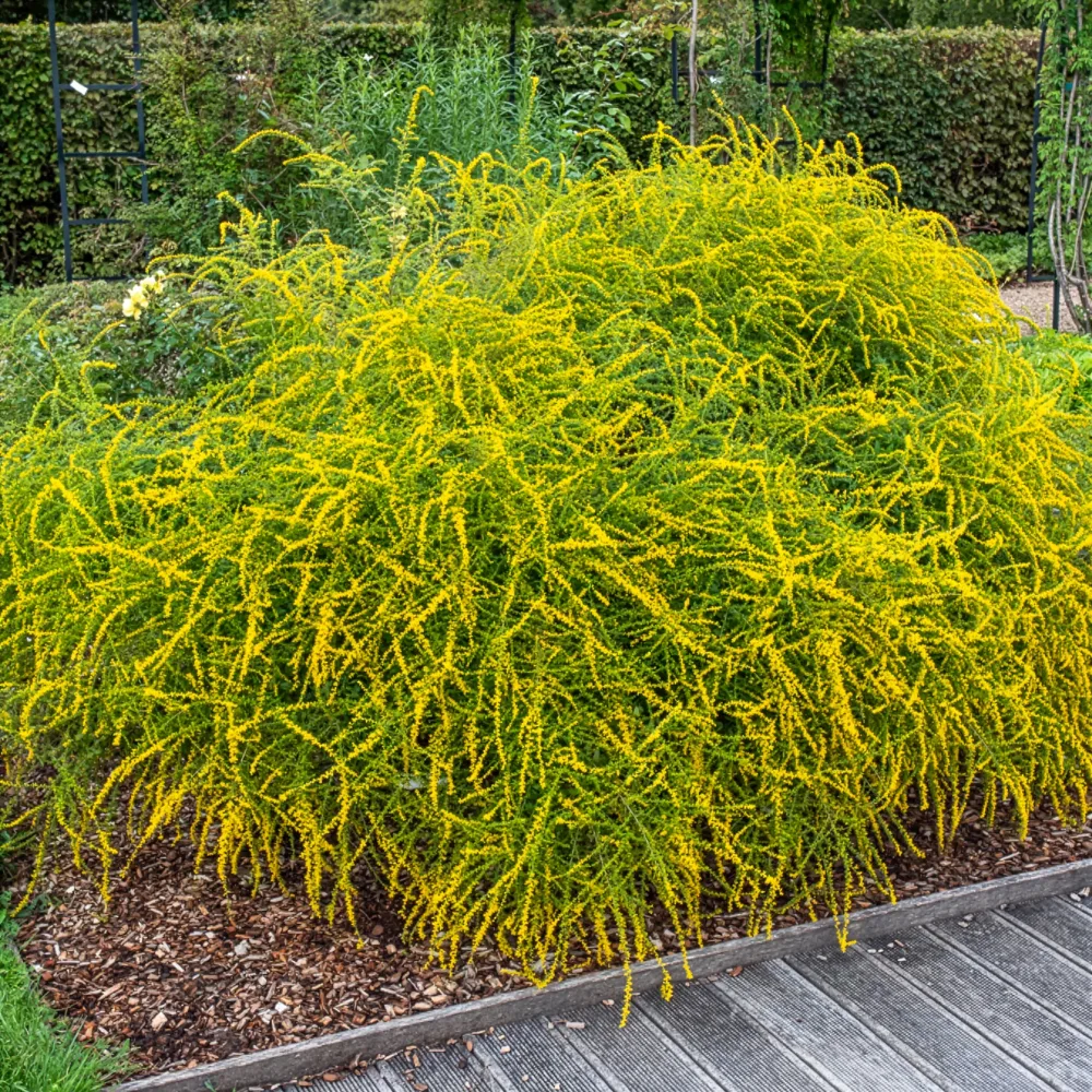 Solidago Fireworks Solidago rugosa Fireworks