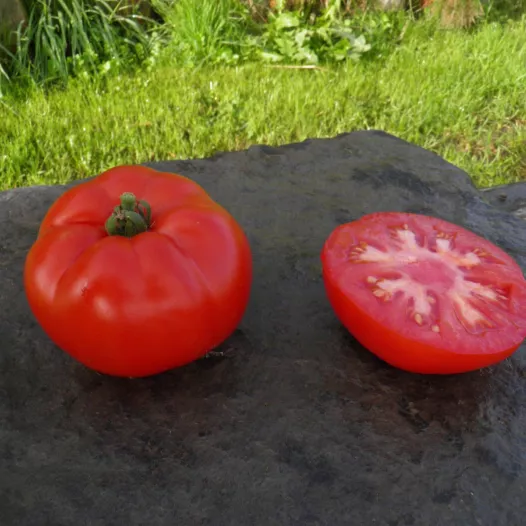 Tomate rouge de Namur | Semences bio et reproductibles