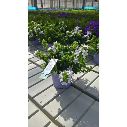 Campanules White Adansa® - Le pot de 1 litre