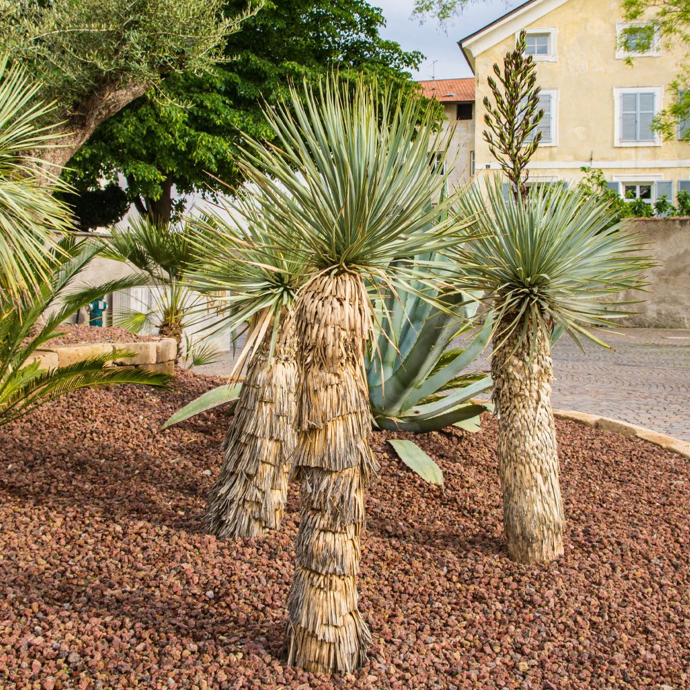 Yucca bleu Yucca rostrata