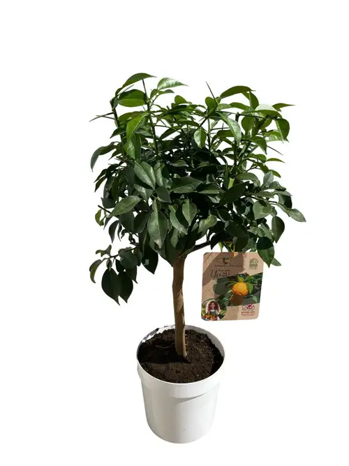 Yuzu coloris jaune - 5 L