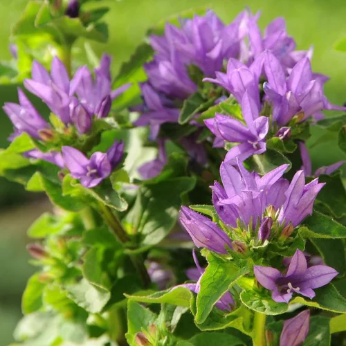 Campanule agglomérée genti bleue en pot de 2 L