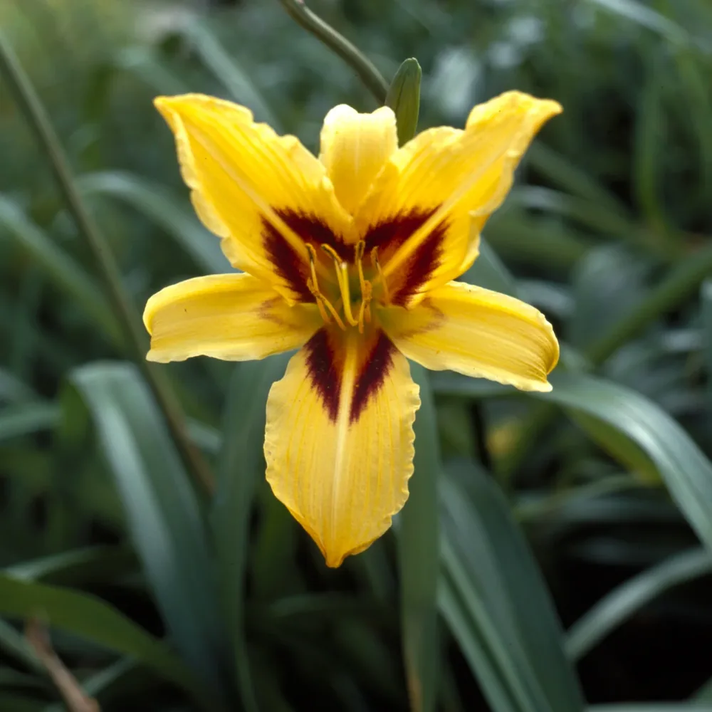 Hémérocalle Bonanza Hemerocallis bonanza