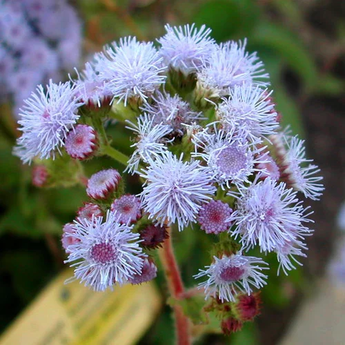 Ageratum A Massifs. La barquette de 10 plants