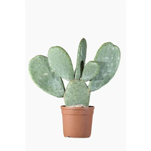 Opuntia Ficus Indica (Figuier de Barbarie) en pot de 3 L vert