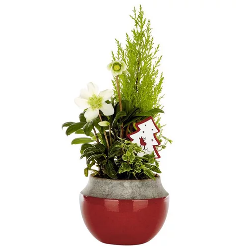 Composition festive pot céramique rouge - La composition