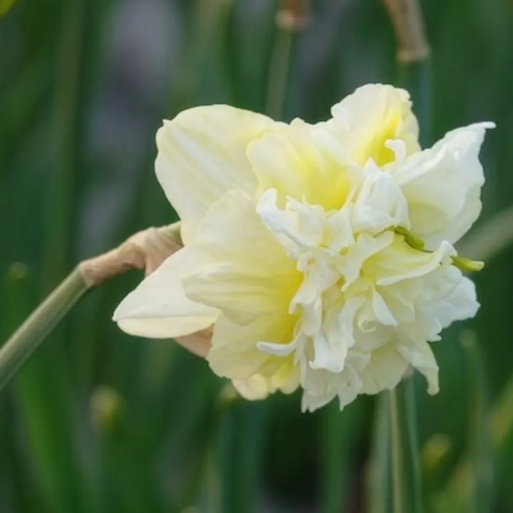 10 Narcisses à fleurs doubles Obdam Narcissus obdam