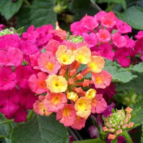 Lantana à fleurs multicolores - Le pot Ø 13 cm