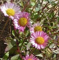 Erigeron Karvinskianus - Le pot de 10,5 cm