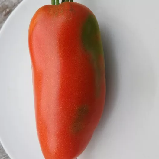 Tomate Saint Jean d'Angely | Semences bio et reproductibles