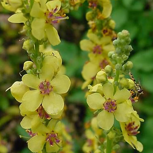 6 x Molène noire 'Album' – Verbascum nigrum 'Album', godet 9cm x 9cm