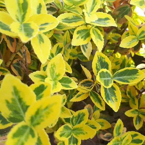 Euonymus Fortunei Emerald Gold jaune ¼ Tige en pot déco de 6 L