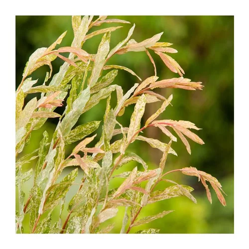 Saule Crevette - pot 12 L
