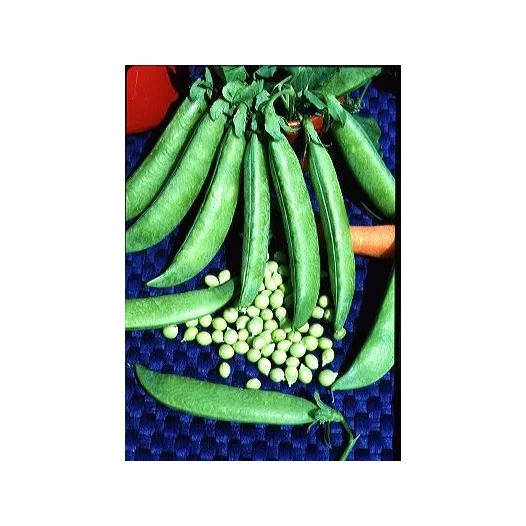 Semences biologiques de Pois à rames à écosser Senator