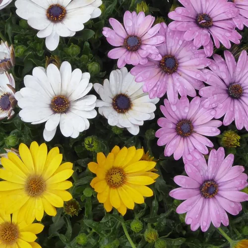 Osteospermum - La suspension diam 27 cm