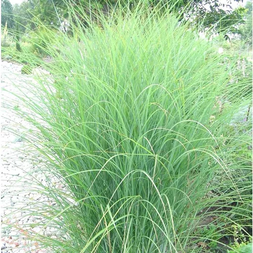 Mélange de Graminées variées à la végétation multicolore - Le pot de 7 litres