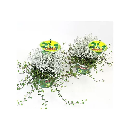 Muehlenbeckia et Calocephalus - Le pot de 12 cm