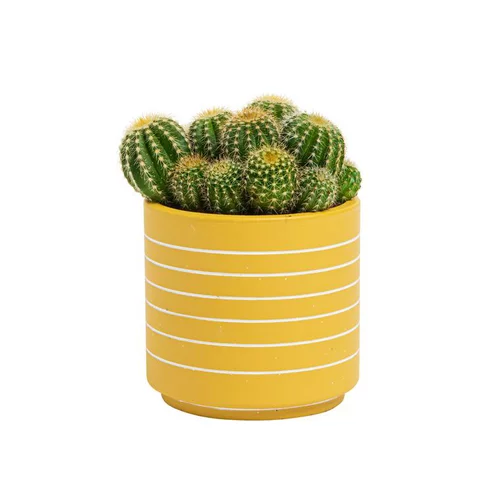Cactus varié pot céramique - Pot 9 cm de diamètre