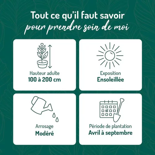 Plumbago du Cap. Le pot de 15 litres