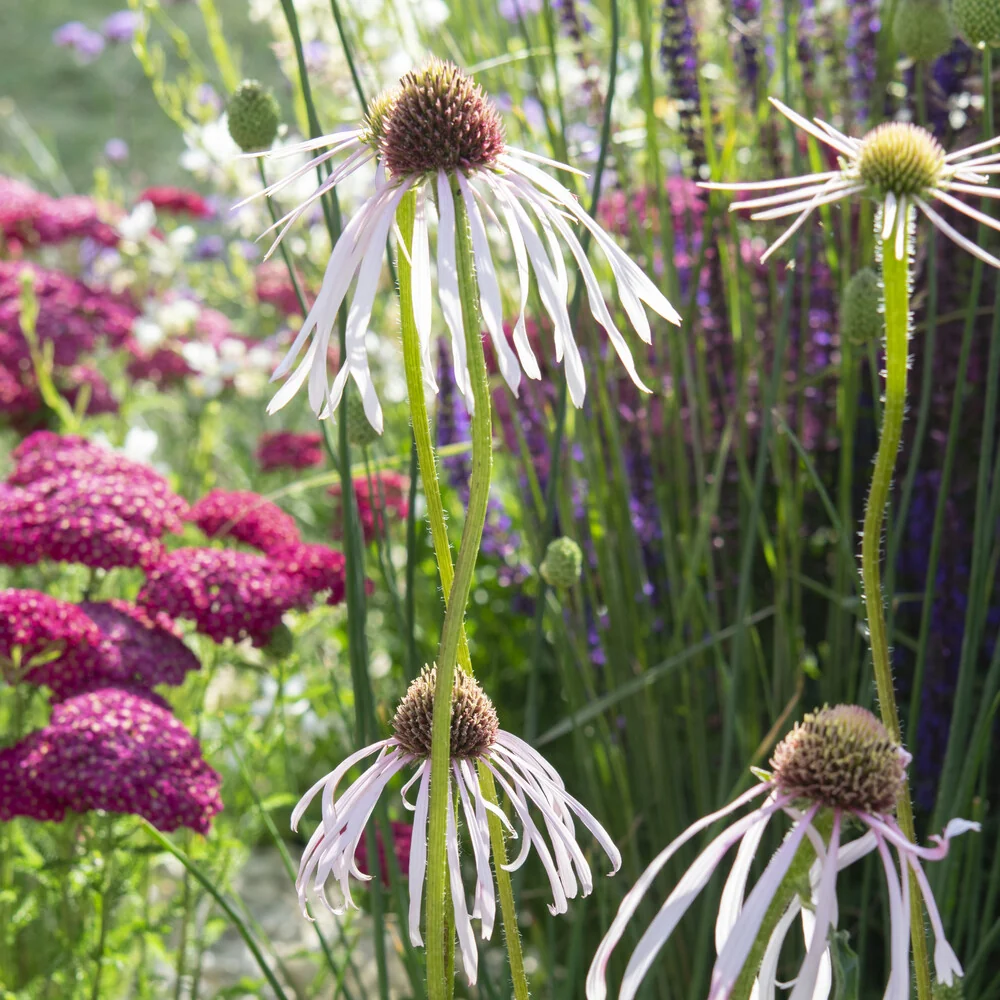 Echinacée pâle Hula Dancer Echinacea pallida Hula Dancer