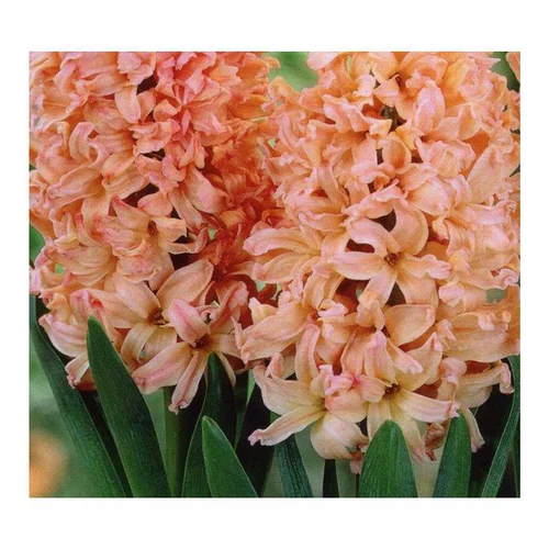 Jacinthe Invitation - Le godet