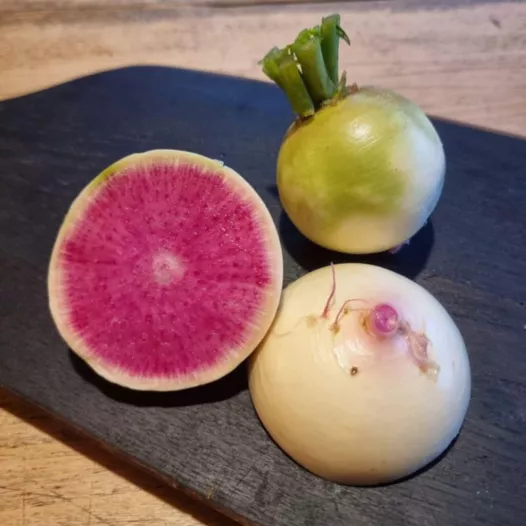 Radis d'hiver Red Meat | Semences biologiques et reproductibles