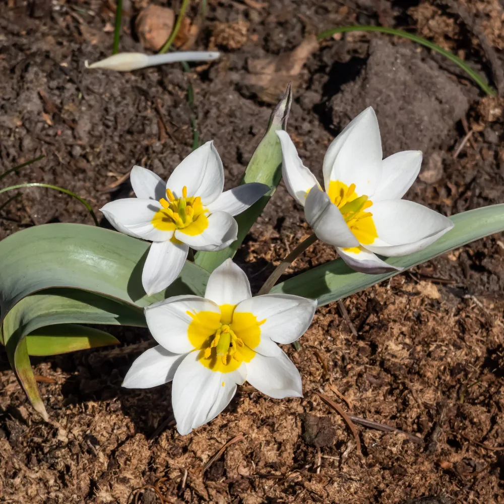 10 Tulipes botaniques Polychroma Tulipa botanical polychroma