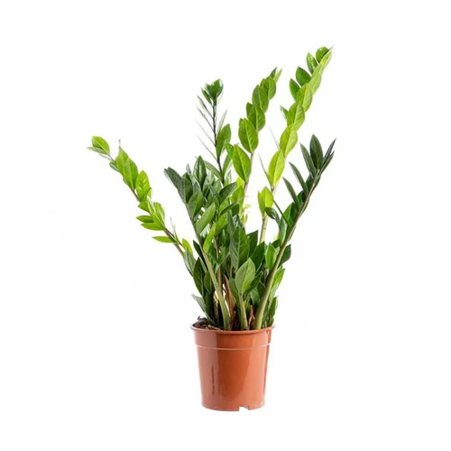 Zamioculcas coupe Ø21 cm