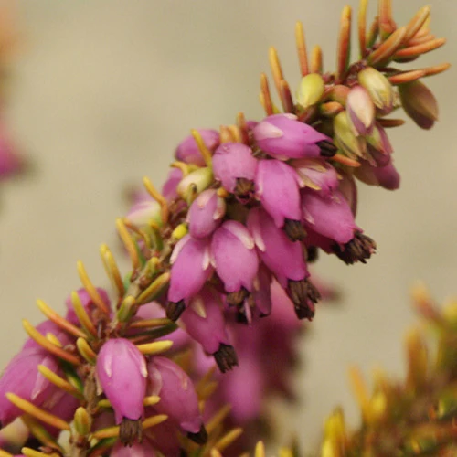 Bruyère d'hiver Tylou Erica darleyensis tylou