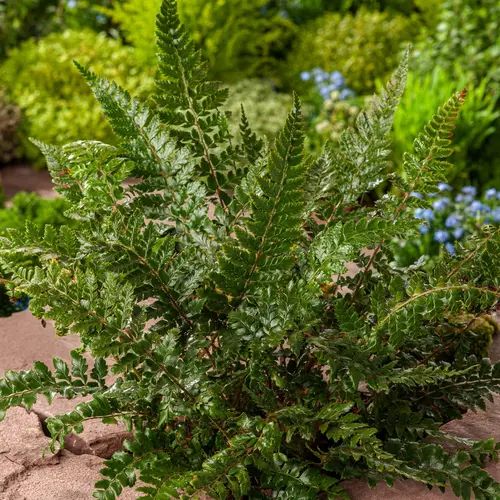 Fougère Polystichum polyblepharum - Le pot de 2 litres