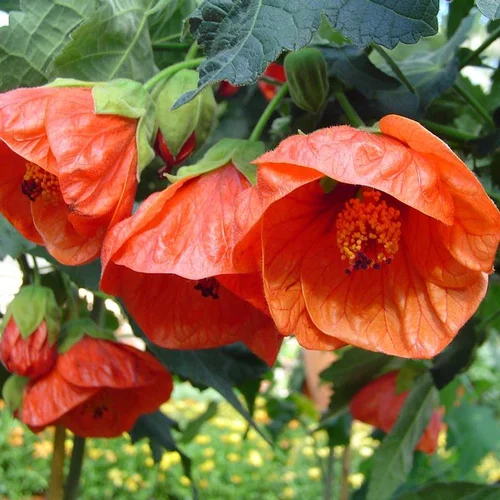 Abutilon X Bella - Le pot de 4 litres