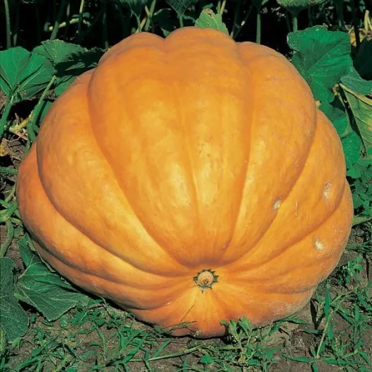 Graines bio de Potiron Giant Atlantic