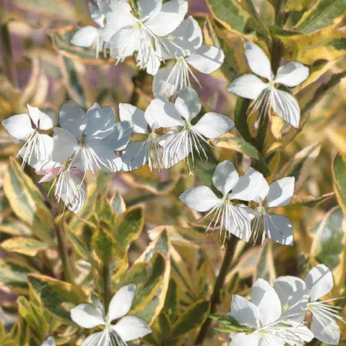 Gaura corries gold - Le pot de 9 x 9 cm
