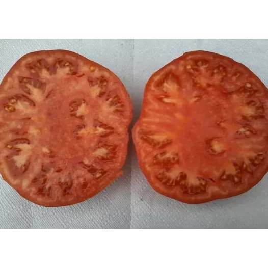 Tomate Suzy | Semences bio et reproductibles