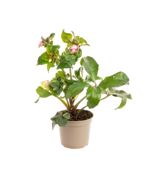 Hellébore (ou Rose de Noël) HGC ® Ice N'Roses ® Picotee rose - Le pot de 2 litres